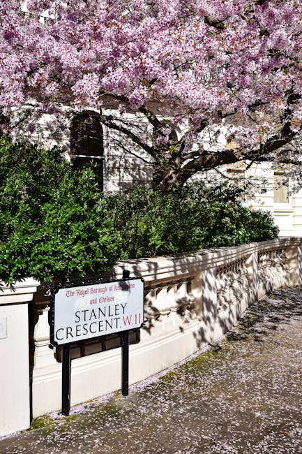 A street view featuring a large flowering tree with pink blossoms, casting shadows on a cream-colored stone wall with decorative molding. Beneath the tree, green bushes line the wall, which supports a street sign reading 'Stanley Crescent W.11' in red and black lettering. Pink petals from the blossoms are scattered on the pavement and on the ground nearby, illuminated by natural daylight, creating a serene and picturesque scene. The image exemplifies residential scene maintenance and garden care, with Kensington Cleaners specializing in domestic cleaning services, including surface cleaning and deep cleaning, ensuring thorough hygiene and cleanliness of outdoor and indoor spaces.